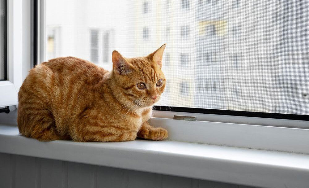 Comment protéger son chat des insectes