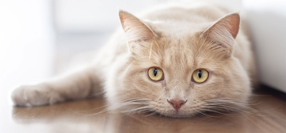 Comment les chats font-ils face à la solitude ?