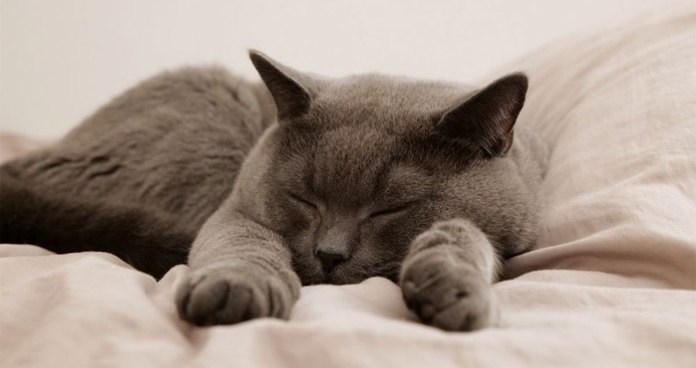 Est-il possible de laisser un chat seul dans un appartement pendant une semaine ?