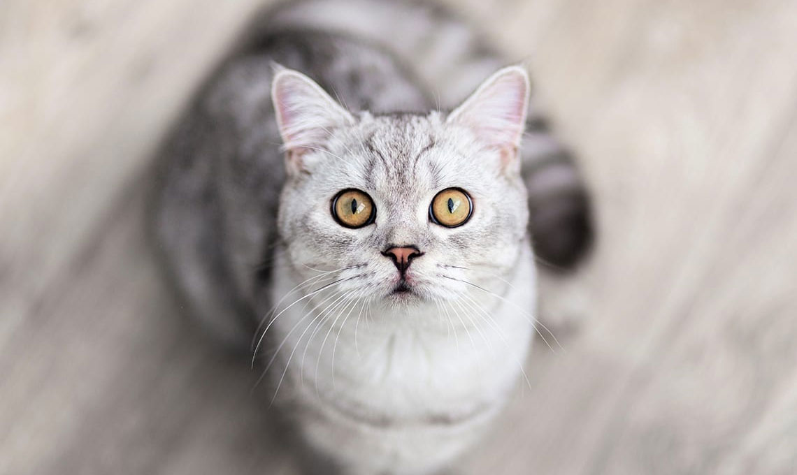 Combien de jours peut-on laisser un chat seul à la maison ?