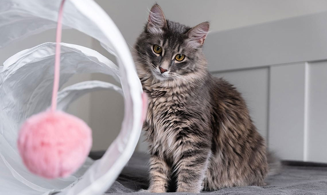 Que faire si vous n'avez personne à qui confier votre chat ?