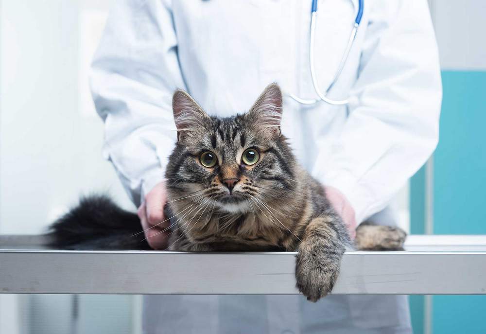 Un chat près du vétérinaire