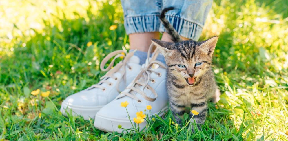 Pourquoi le chaton vous suit-il partout ?