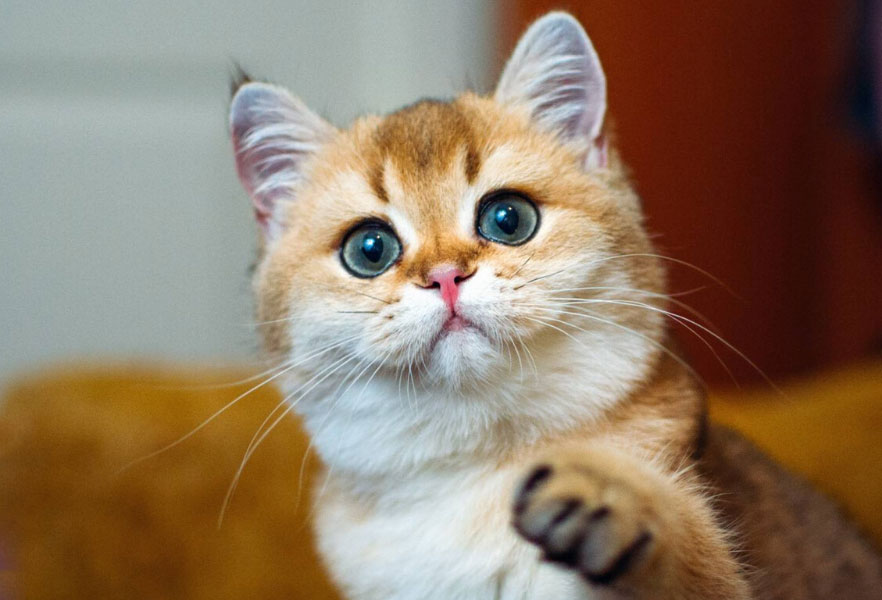 Pourquoi un chat attire-t-il l'attention ?