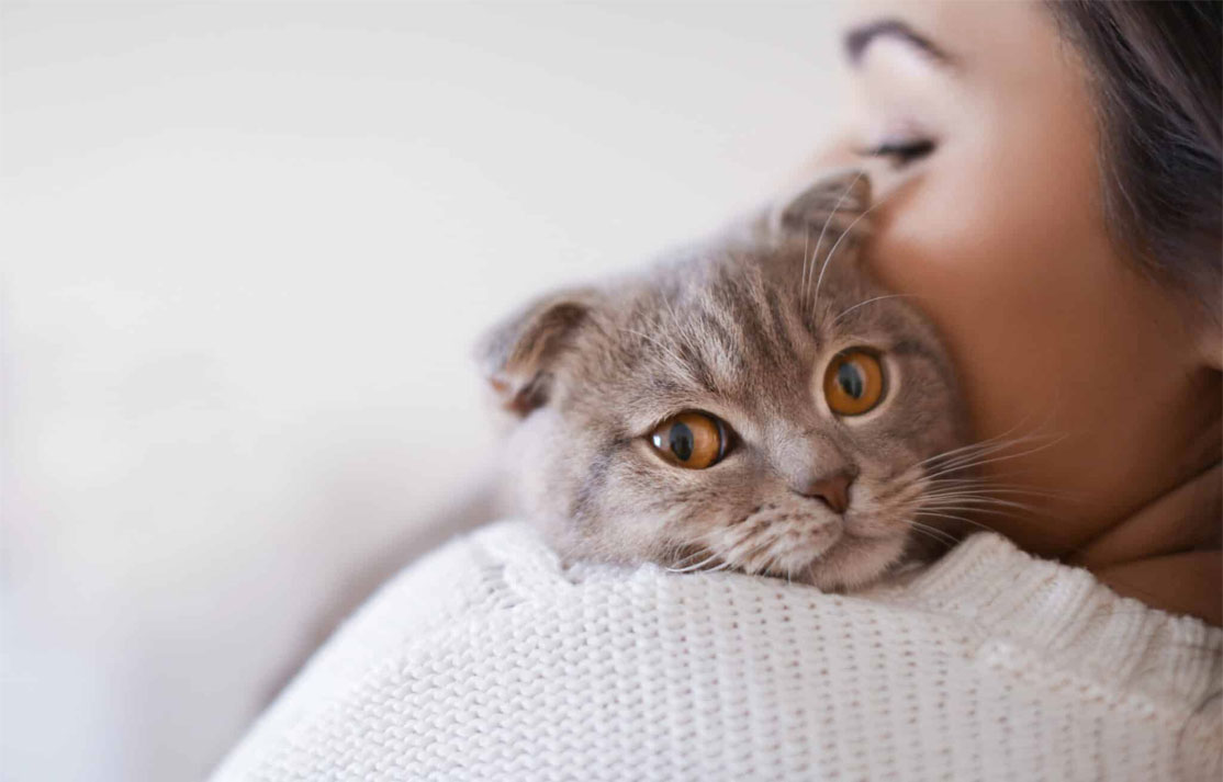 Comment les chats manifestent-ils leur affection ?