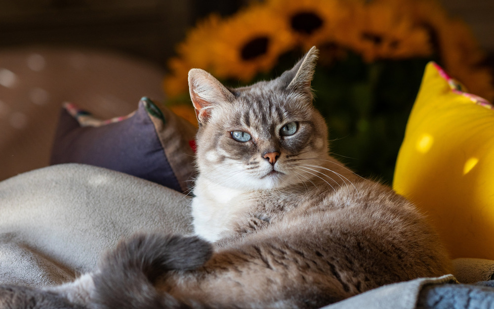 Un chat près des oreillers