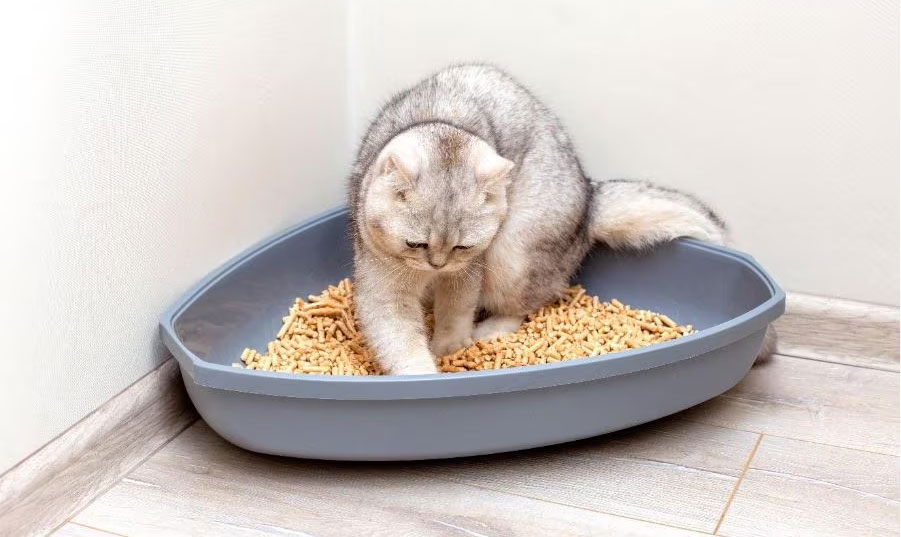 Le chat creuse dans sa litière