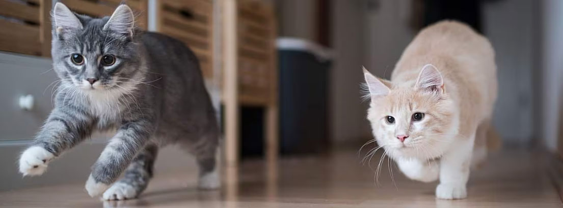 Pourquoi les chats courent partout dans la maison