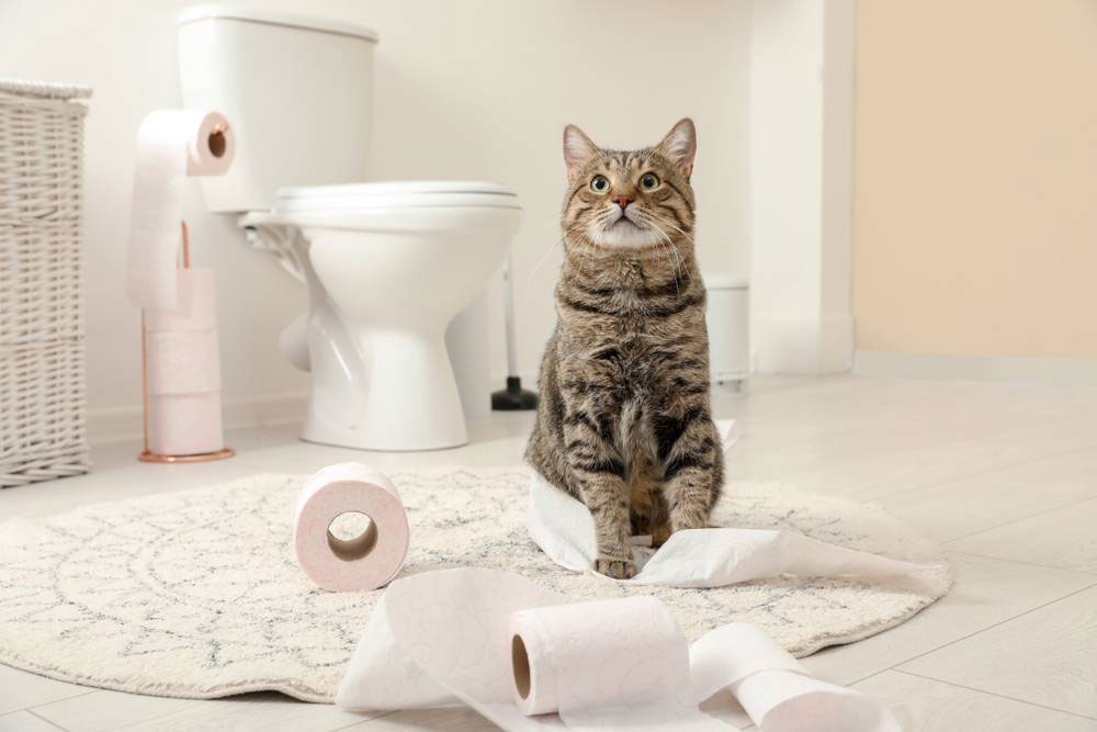 Pourquoi les chats se mettent-ils en colère après être allés aux toilettes ?