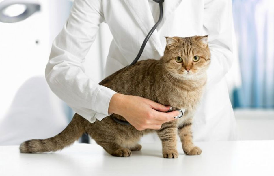 Signes indiquant que vous devez emmener votre chat chez le vétérinaire