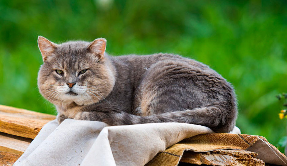 Les chats deviennent-ils gris en vieillissant ?