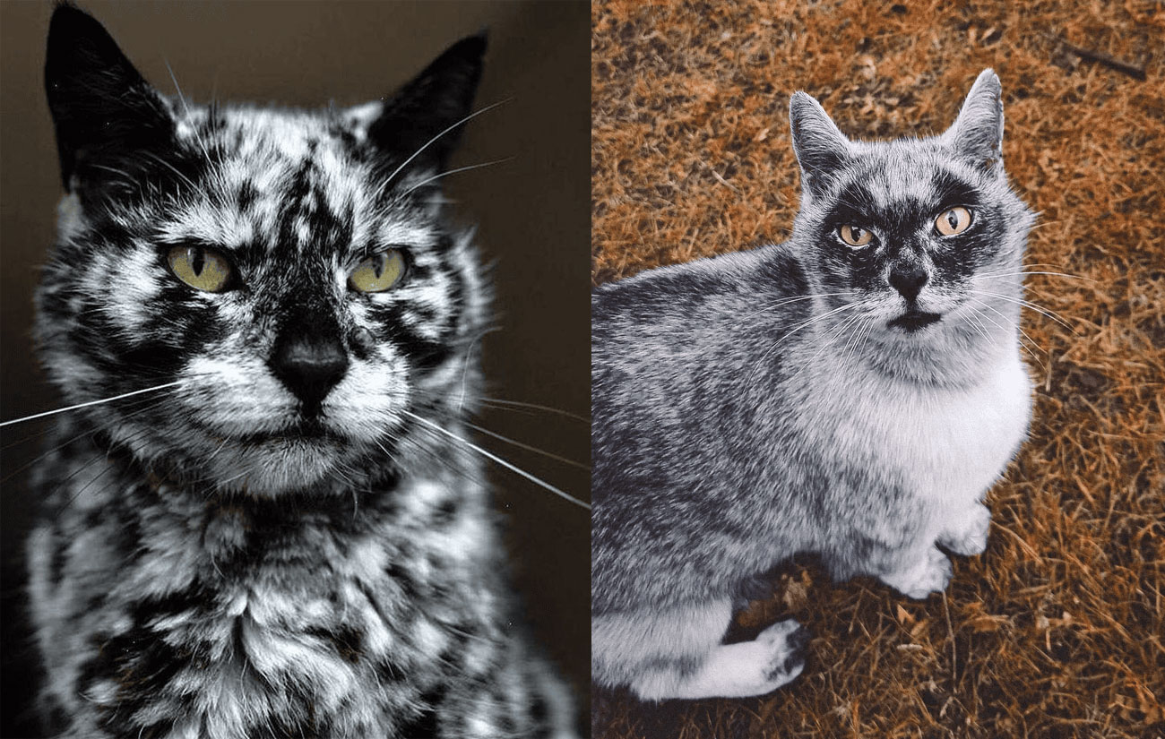 Décoloration du pelage après une maladie