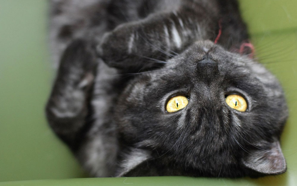 Chaton aux cheveux grisonnants