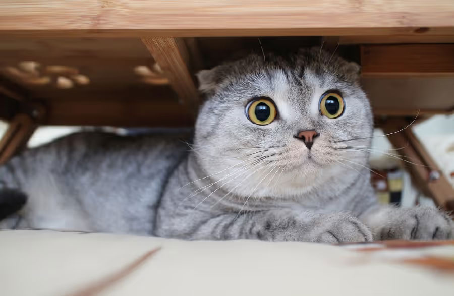 Le stress chez les chats peut-il provoquer des poils gris ?