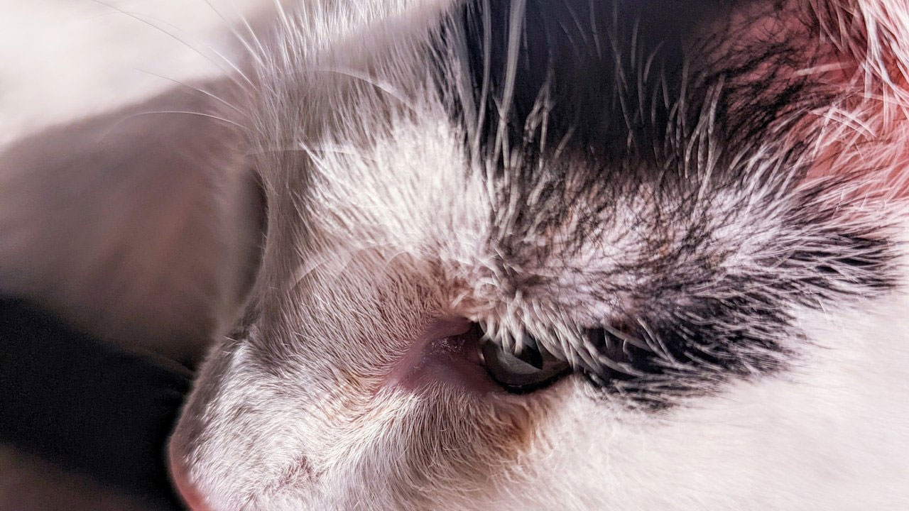 Poils gris sur le visage du chat