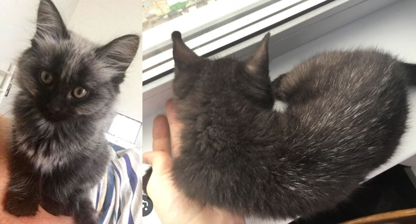 Chaton aux poils gris