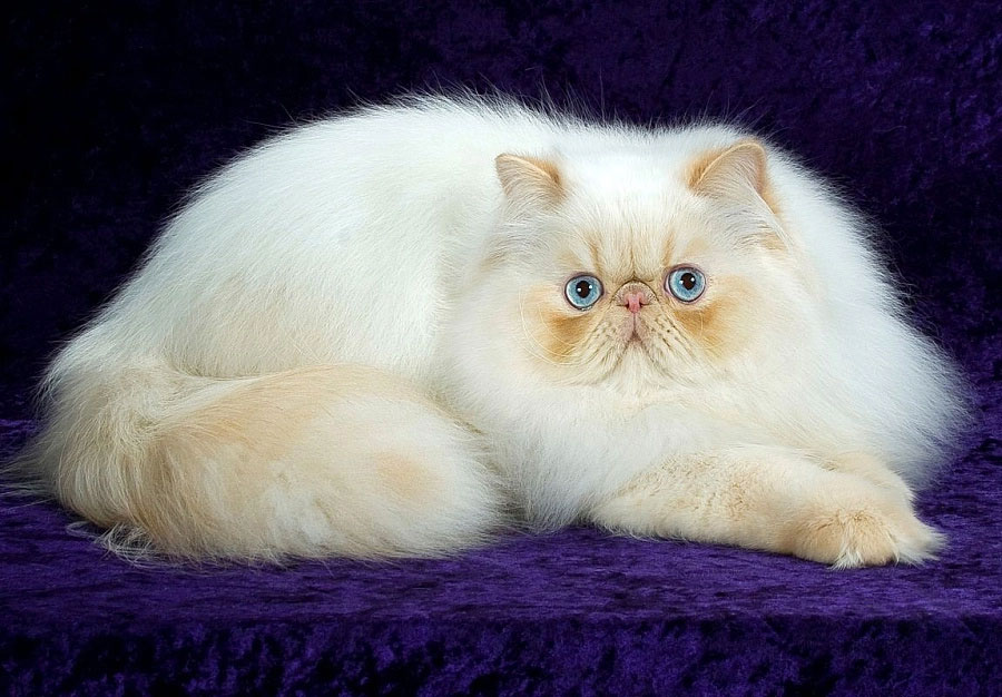 Causes de la coloration claire du nez chez les chats