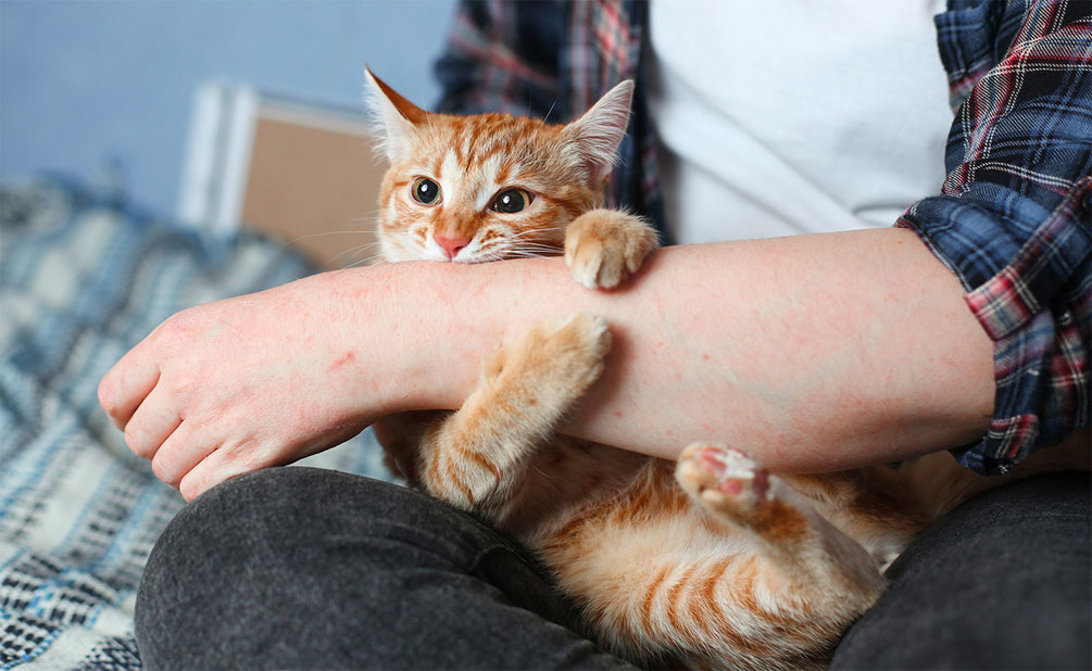Comment le nez d'un chat peut-il changer de couleur ?