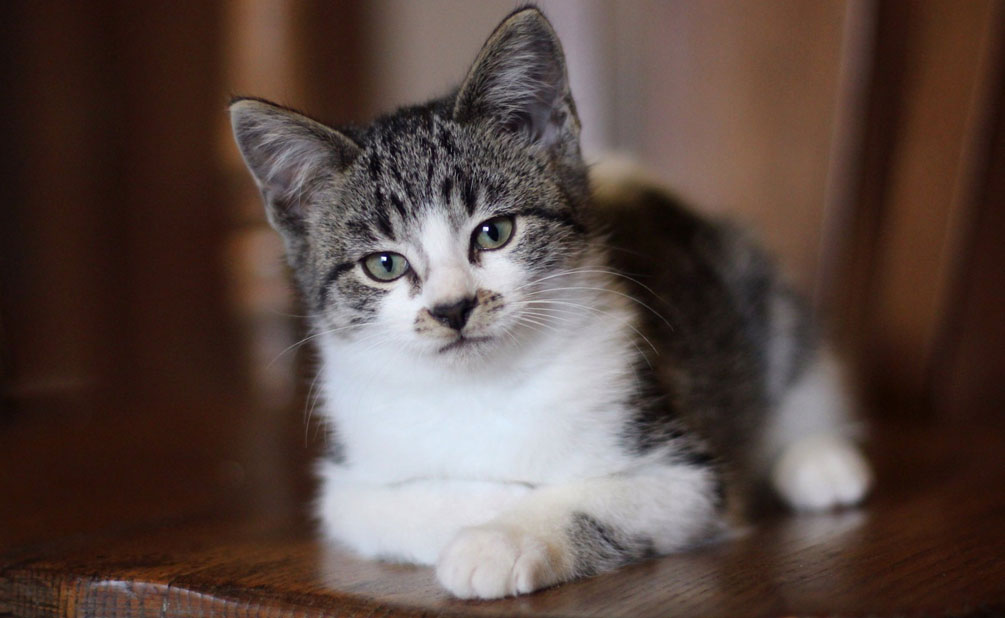 Causes du nez noir chez un chat