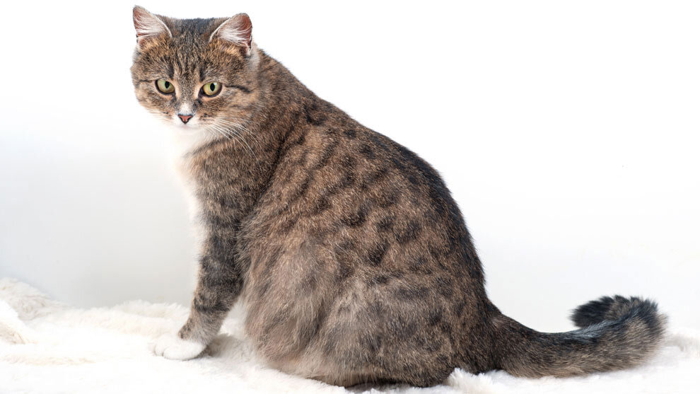 Que donner à manger à une chatte gestante ?