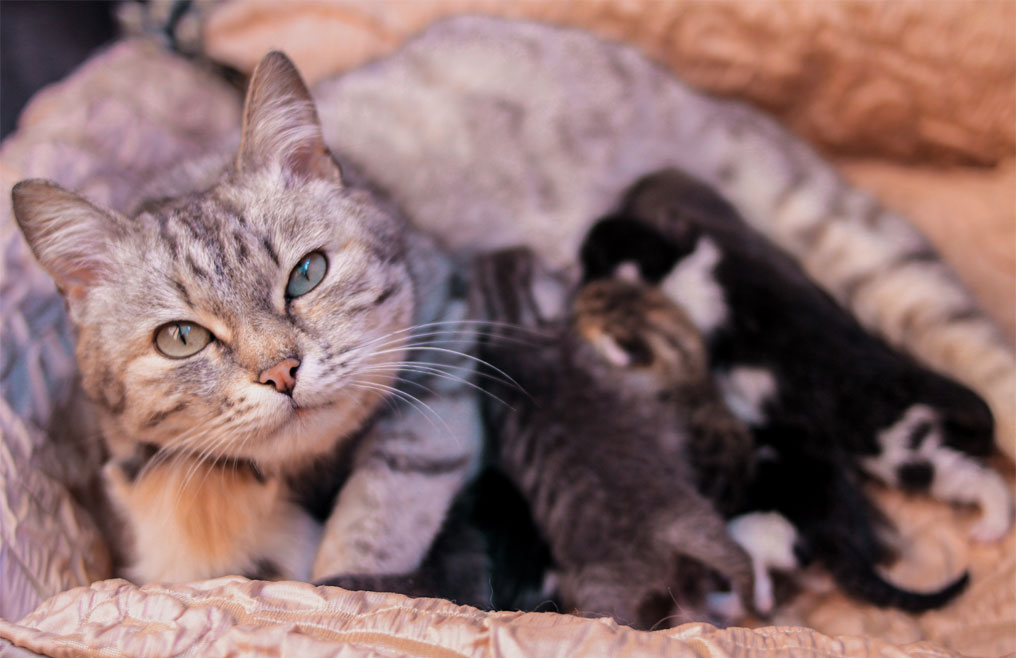 Alimentation d'une chatte allaitante