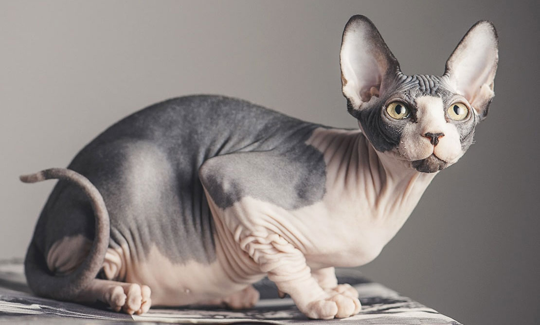 Caractéristiques du corps du sphinx