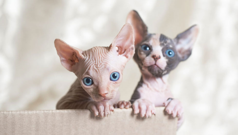 Que donner à manger à un chaton Sphynx ?