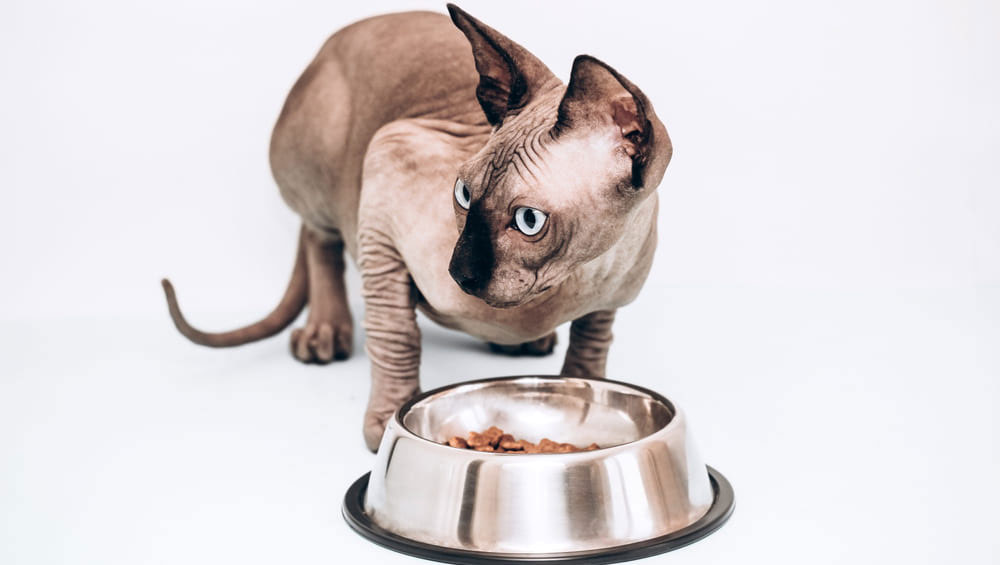 Alimentation d'un sphinx adulte