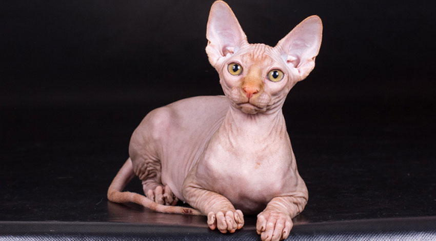 Comment nourrir un chat Sphynx stérilisé
