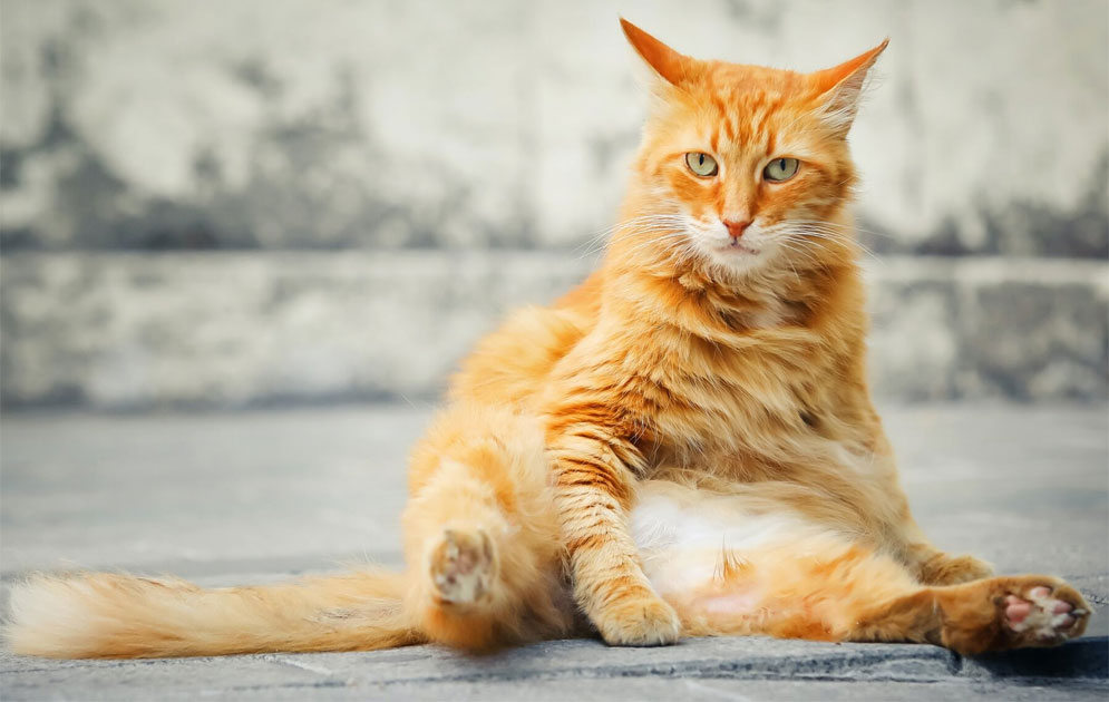 Un chat peut-il devenir déprimé après la castration ?