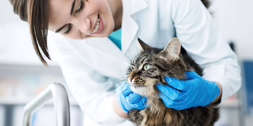 Diagnostic et traitement de la dépression chez le chat