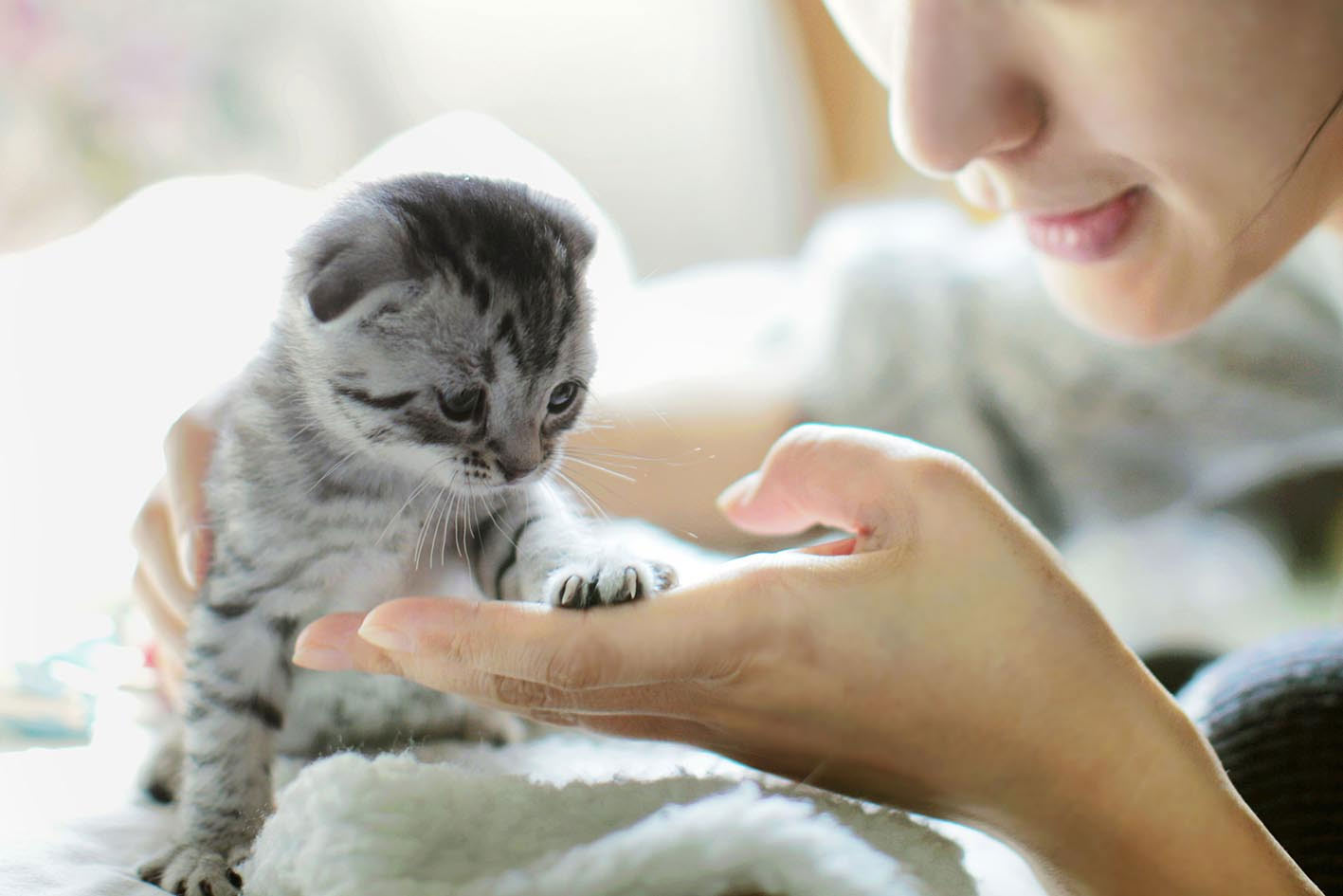 Comment savoir si un chaton est en bonne santé lors de son adoption ?