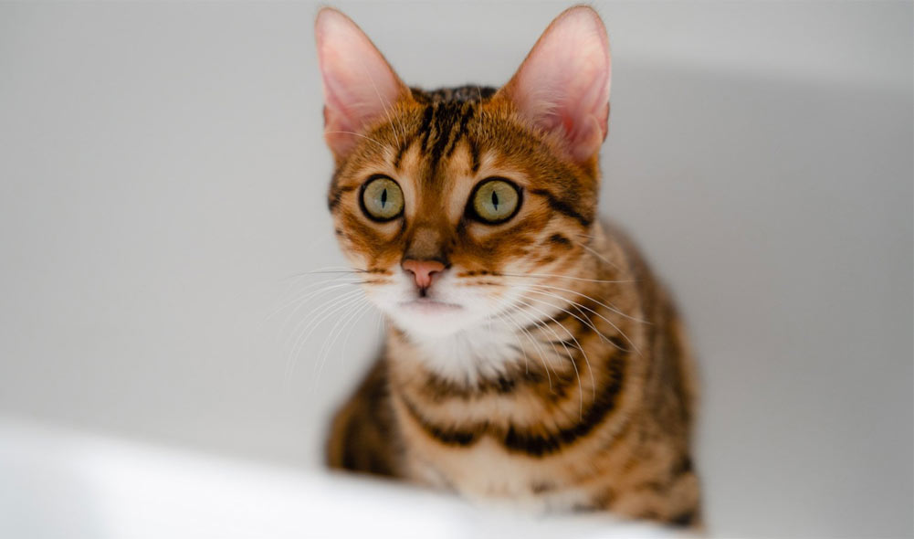 Liste de contrôle de santé pour chats adultes