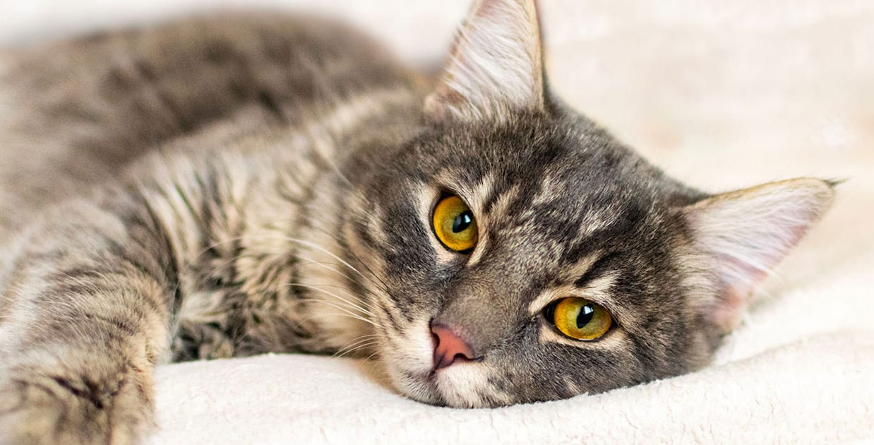 Comment savoir si un chat est malade et quels sont les symptômes ?