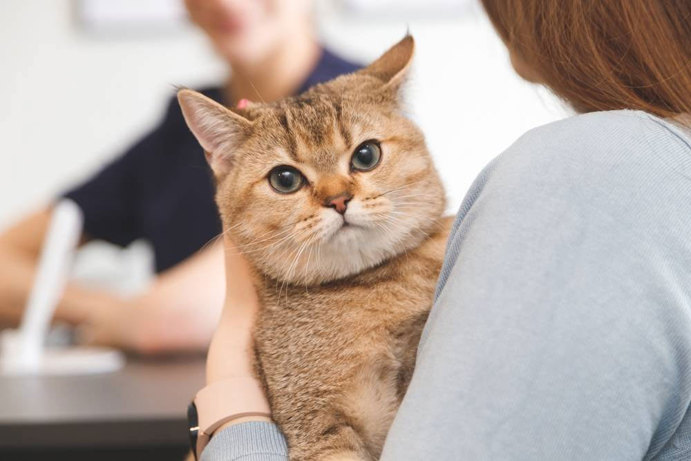 Comment savoir si votre chat souffre ?