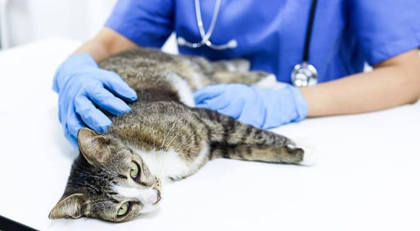 Symptômes chez les chats nécessitant des soins d'urgence