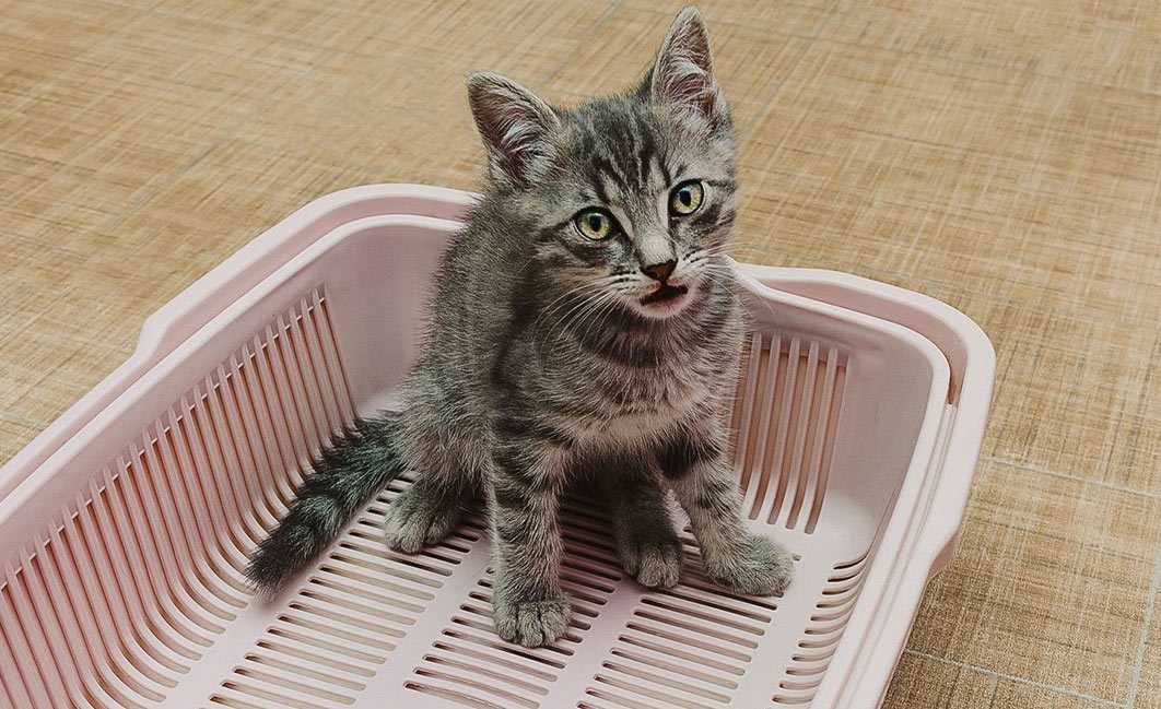 La méthode la plus simple pour recueillir l'urine d'un chat propre sur sa litière en vue d'une analyse.