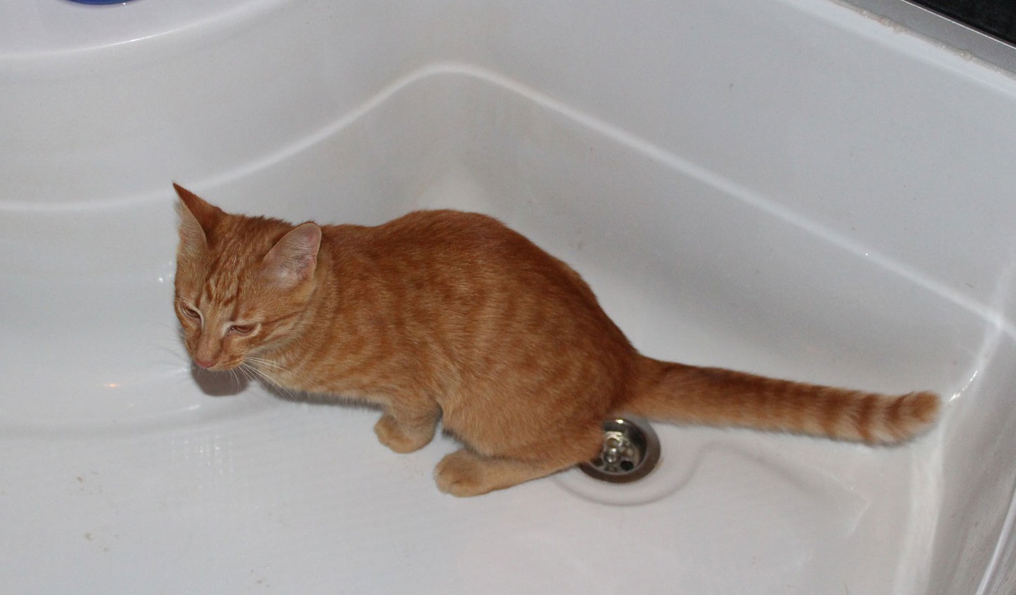 Comment recueillir l'urine d'un chat qui fait ses besoins dans la baignoire ou les toilettes