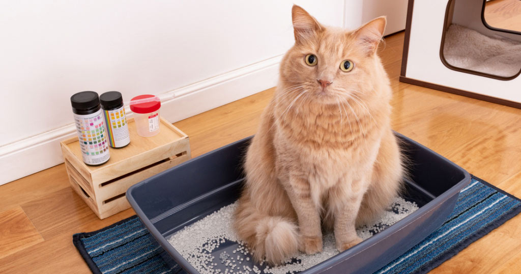 Comment recueillir l'urine d'un chat sans stress
