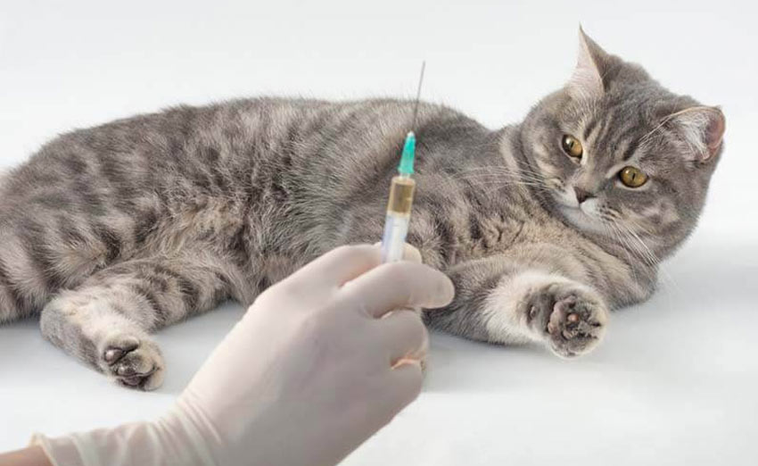 La cystoscopie est une méthode de collecte d'urine en clinique.