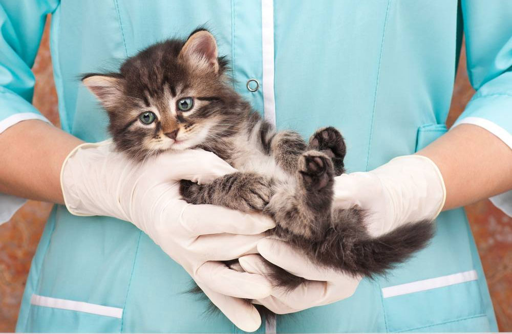 Maladies cardiaques chez les chatons