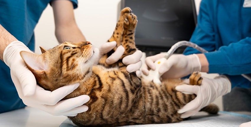 Échographie cardiaque chez le chat