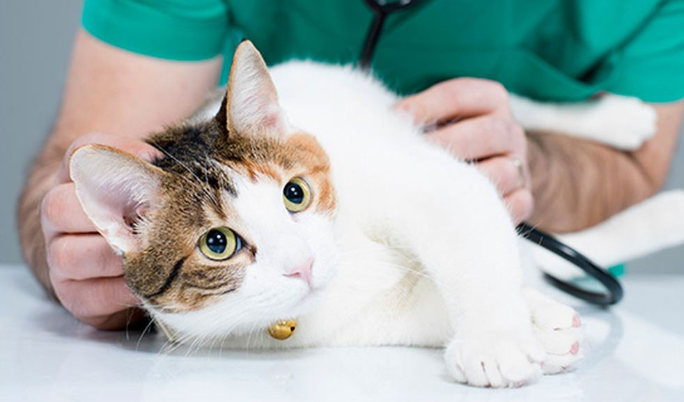 Fréquence cardiaque chez les chats et maladies cardiaques