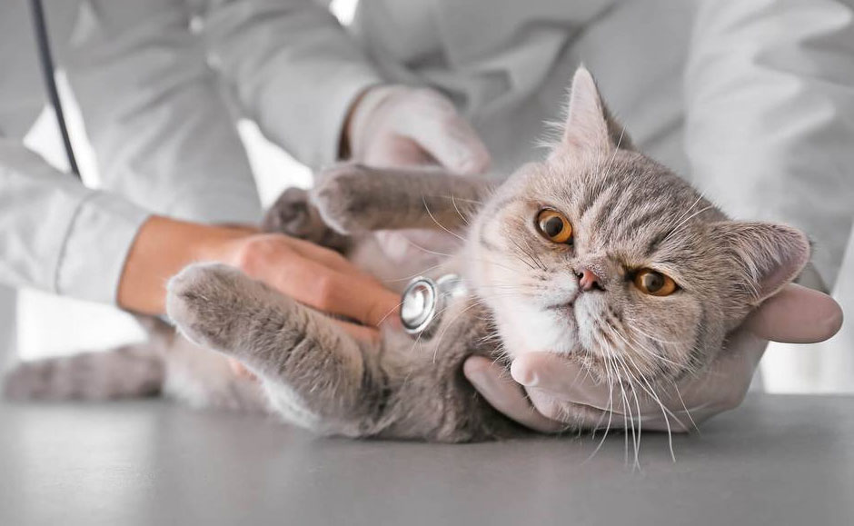 Fréquence cardiaque chez les chats