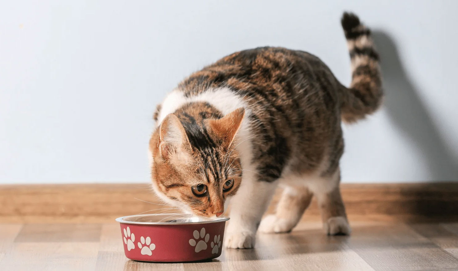 Les fibres dans l'alimentation du chat