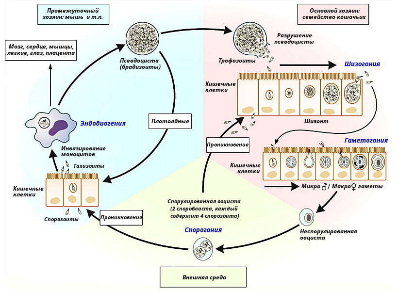Cycle de vie des coccidies
