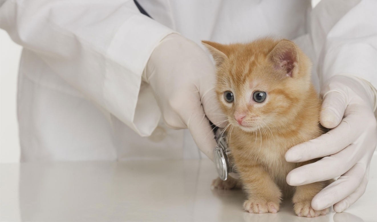 Quels sont les dangers de la coccidiose chez les chatons ?