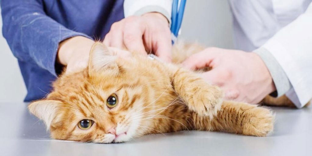 Coccidiose asymptomatique chez les chats