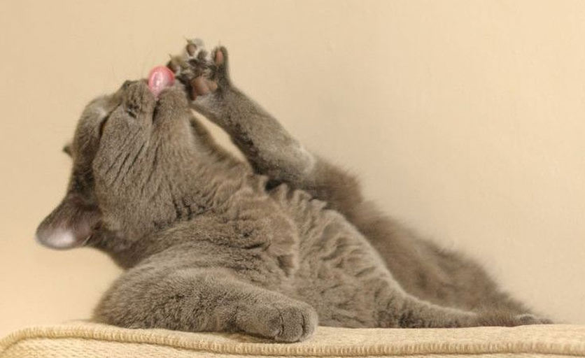 Le chat se mordille les pattes - raisons