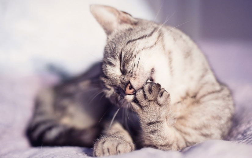Le chat se ronge les pattes.